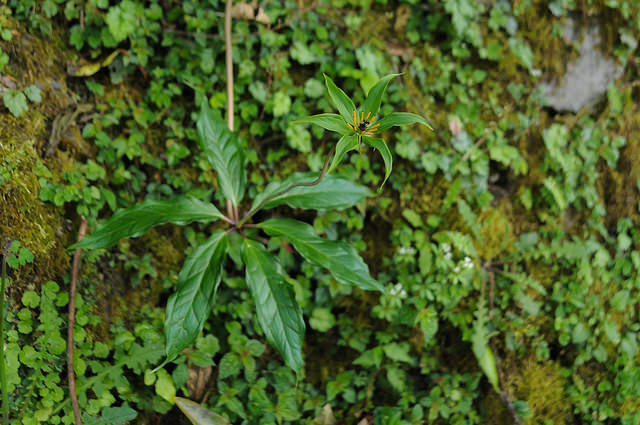 Paris polyphylla
