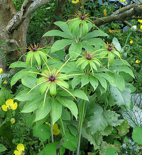 Paris polyphylla