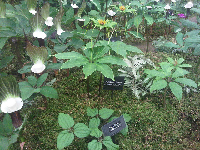 Paris polyphylla