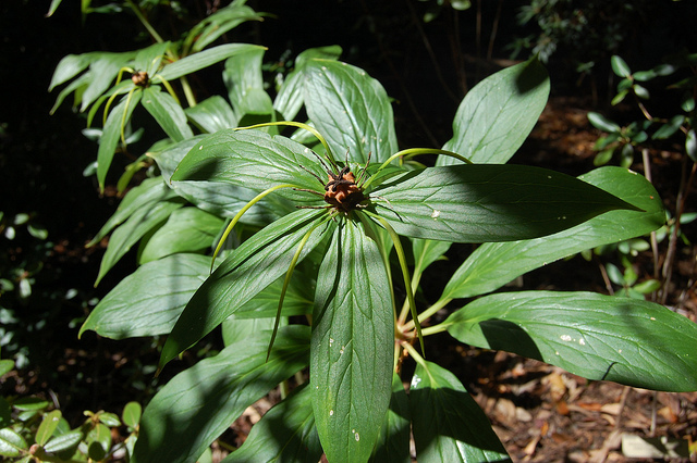 Paris polyphylla