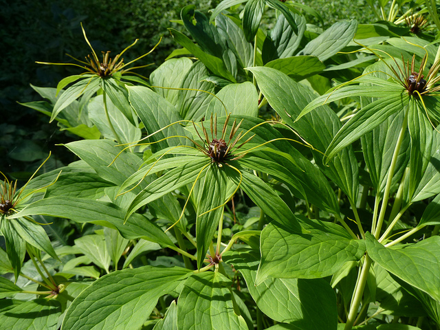Paris polyphylla (Paris polyphylla)