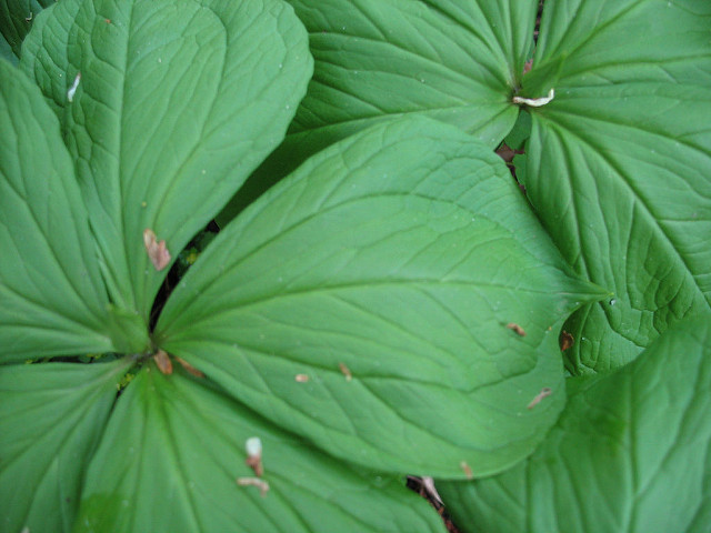 Parisette à quatre feuilles