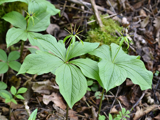 Parisette à quatre feuilles
