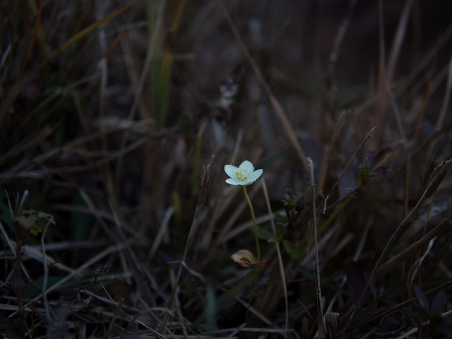 Parnassie des marais