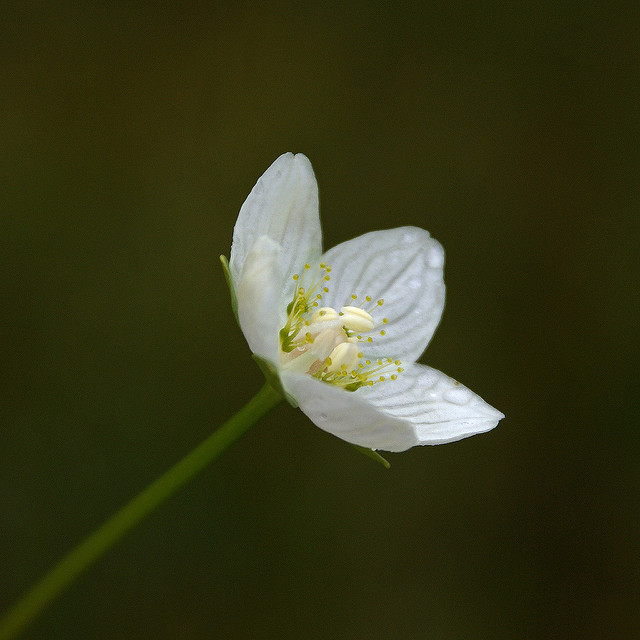 Parnassie des marais