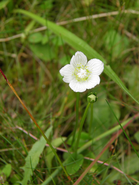 Parnassie des marais