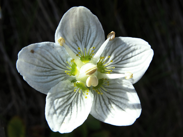 Parnassie des marais