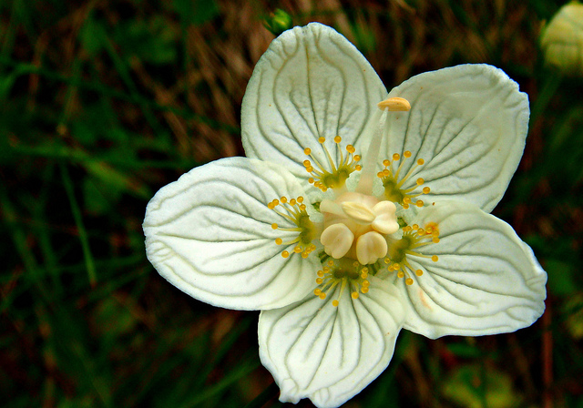 Parnassie des marais