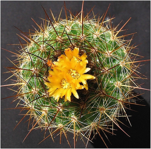 Parodia comarapana (Parodia comarapana)