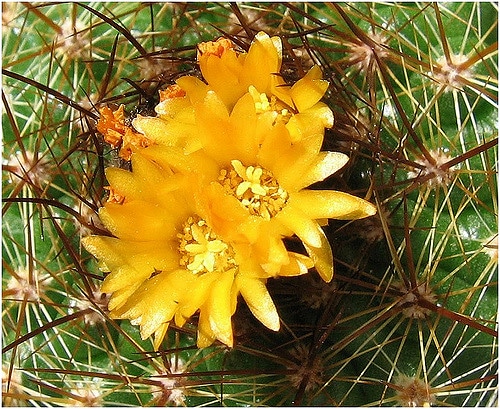 Parodia comarapana