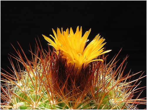 Parodia comarapana