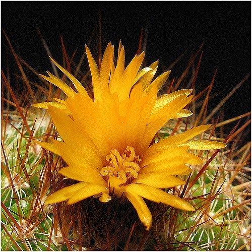 Parodia comarapana