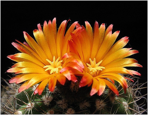 Parodia comarapana