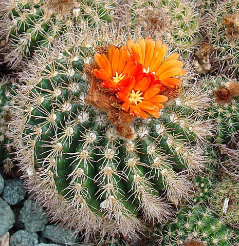 Parodia comarapana