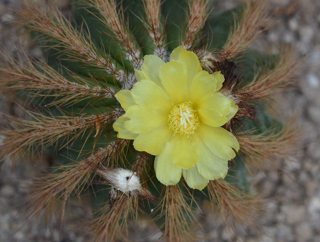 Parodia magnifica (Parodia magnifica)