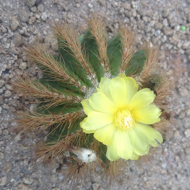 Parodia magnifica