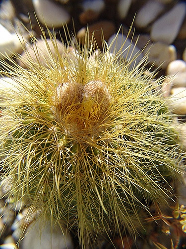 Parodia magnifica
