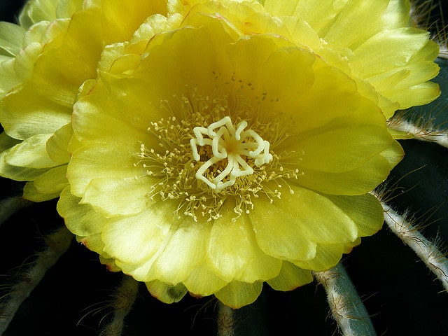 Parodia magnifica