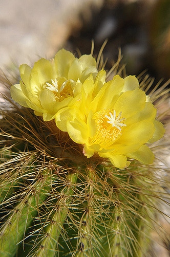Parodia magnifica