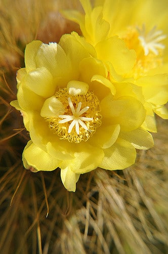 Parodia magnifica