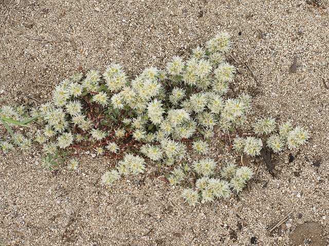 Paronyque argentée (Paronychia argentea)