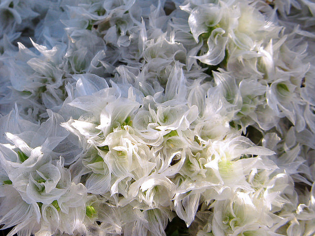 Paronyque en tête (Paronychia capitata)