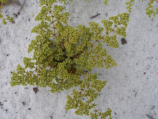 Paronychia chartacea