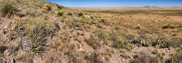 Paronychia jamesii