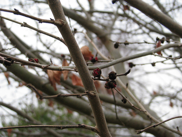Parrotie de perse (Parrotia persica)