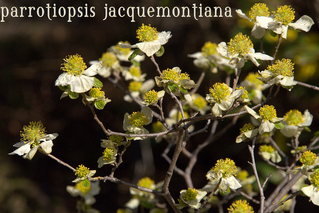 Parrotiopsis jacquemontiana