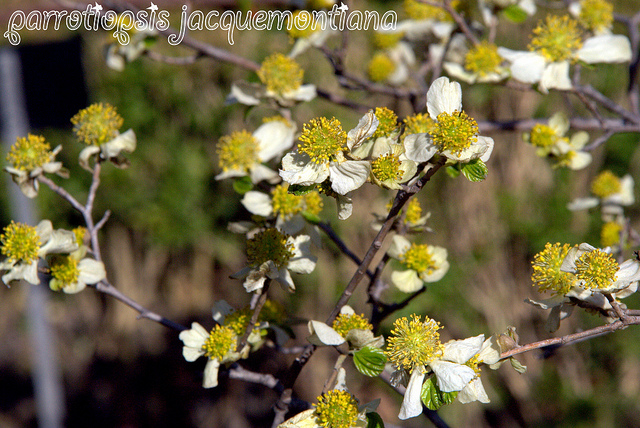 Parrotiopsis jacquemontiana