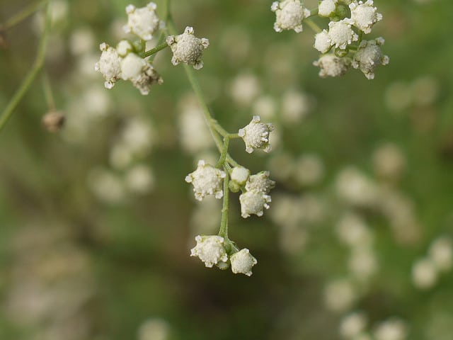Grande camomille