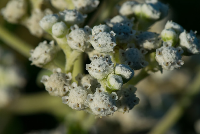 Parthenium integrifolium