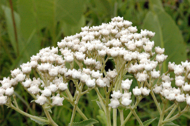 Parthenium integrifolium