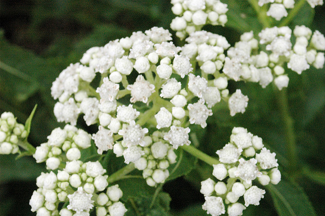 Parthenium integrifolium