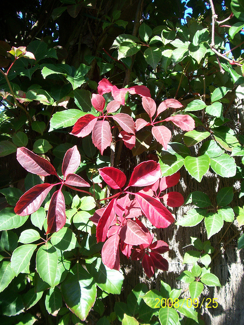 Vigne vierge de henry