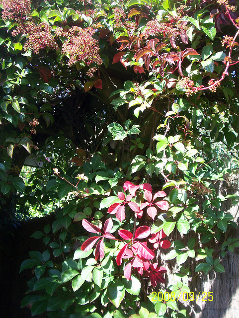 Vigne vierge de henry