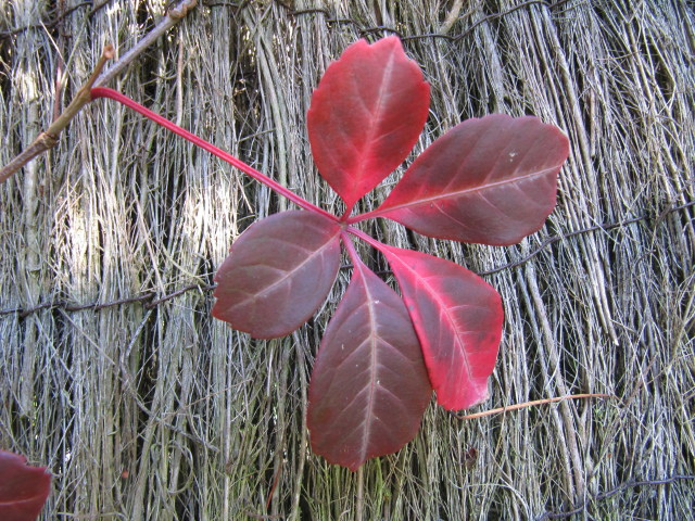 Vigne vierge de henry (Parthenocissus henryana)