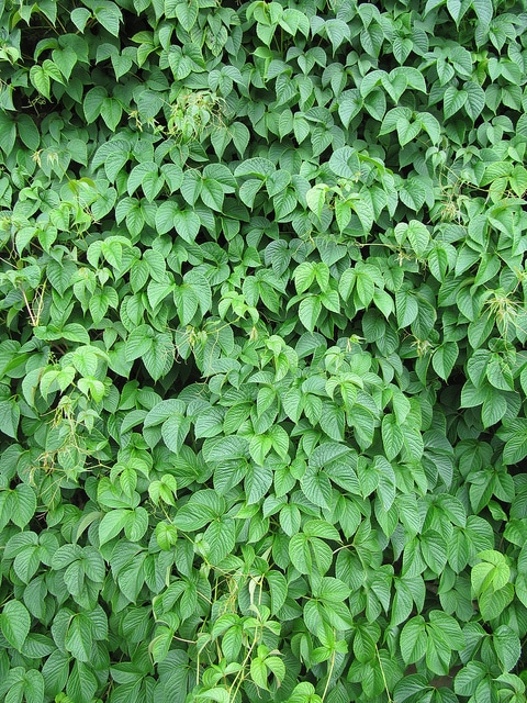 Parthenocissus himalayana