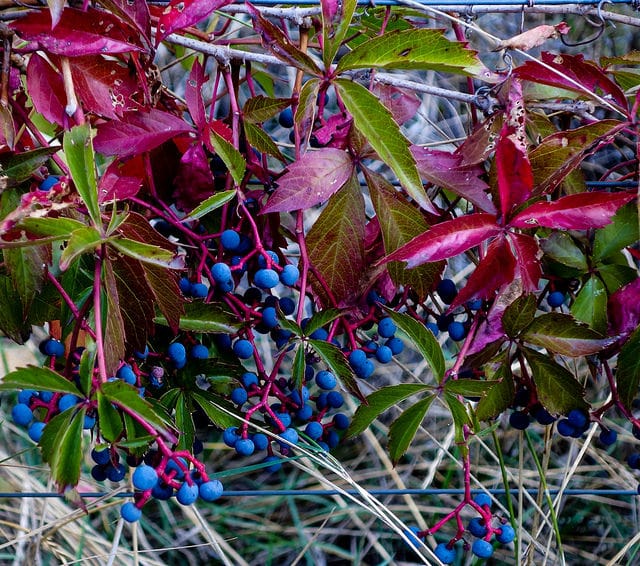 Vigne-vierge