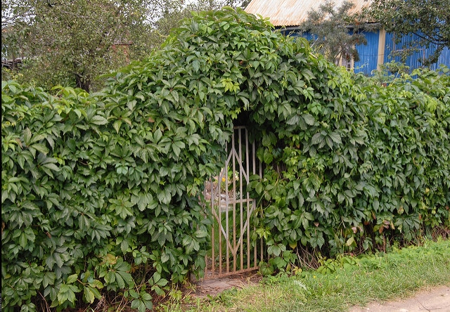 Vigne-vierge