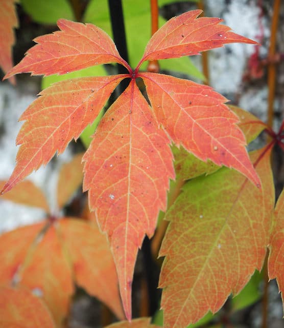 Vigne-vierge