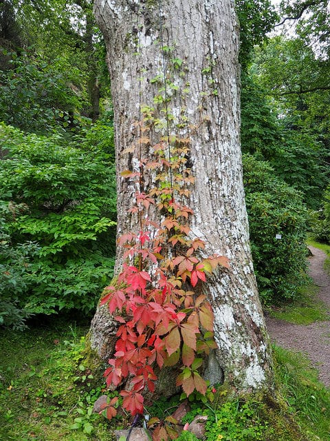 Vigne-vierge