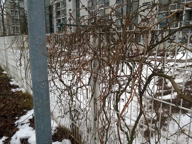 Vigne-vierge (Parthenocissus inserta)