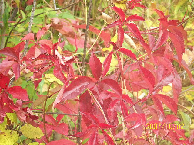 Vigne vierge vraie