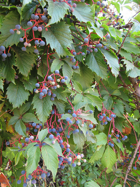 Vigne vierge vraie