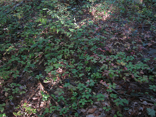 Vigne vierge vraie (Parthenocissus quinquefolia)