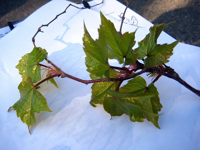 Vigne-vierge à trois pointes