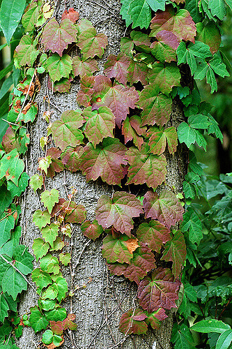 Vigne-vierge à trois pointes