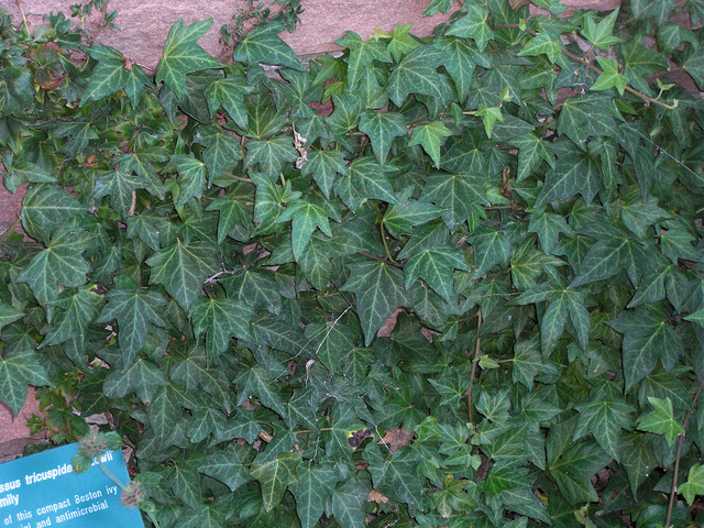 Vigne-vierge à trois pointes